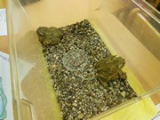 Přírodovědný program - Plazi a žáby